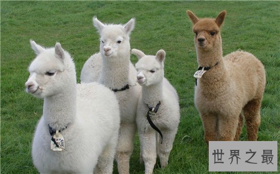 十种有趣的动物，世界各地都非常喜爱中国国宝大熊猫