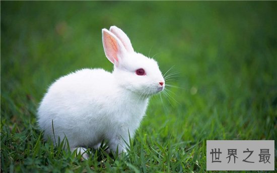 十种有趣的动物，世界各地都非常喜爱中国国宝大熊猫