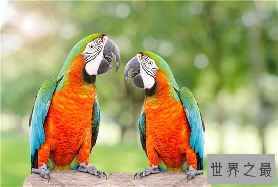 十种有趣的动物，世界各地都非常喜爱中国国宝大熊猫