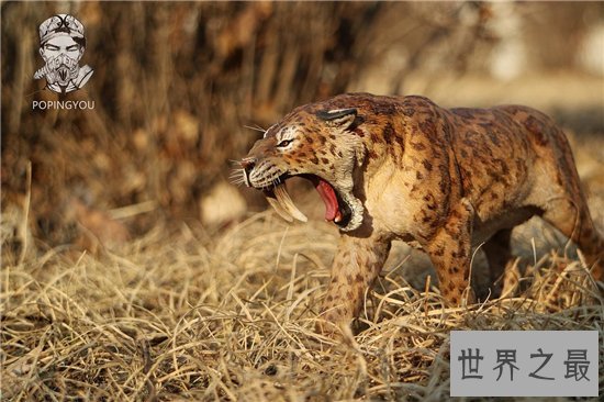 异剑齿虎堪称最大的剑齿虎，同时更是最凶猛的老虎