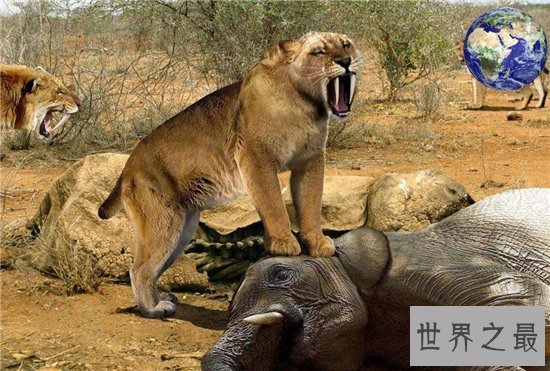 异剑齿虎堪称最大的剑齿虎，同时更是最凶猛的老虎