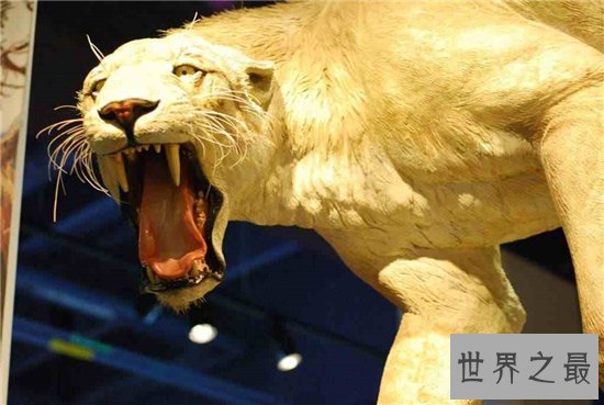 异剑齿虎堪称最大的剑齿虎，同时更是最凶猛的老虎