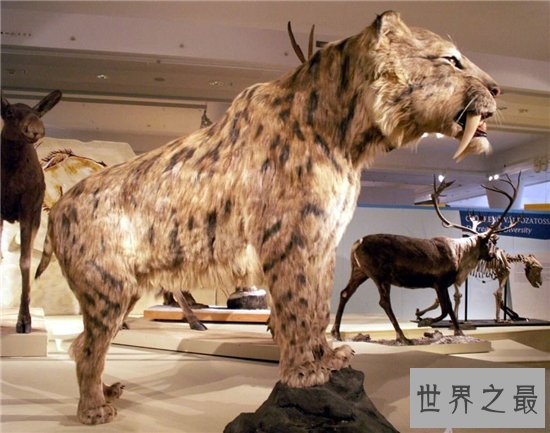 异剑齿虎堪称最大的剑齿虎，同时更是最凶猛的老虎