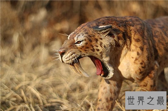异剑齿虎堪称最大的剑齿虎，同时更是最凶猛的老虎