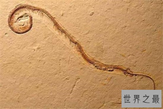 真足蛇生活在几千年前，它的发现让科学家为之震惊
