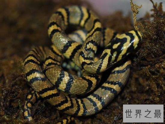 真足蛇生活在几千年前，它的发现让科学家为之震惊