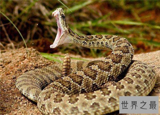 真足蛇生活在几千年前，它的发现让科学家为之震惊