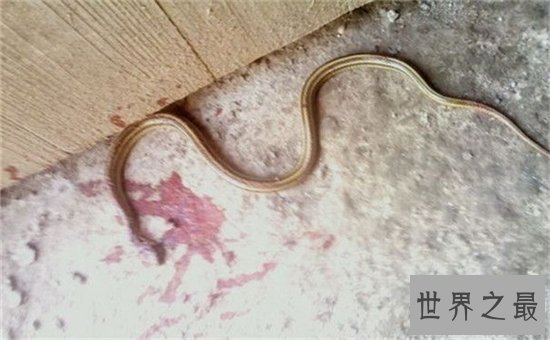 真足蛇生活在几千年前，它的发现让科学家为之震惊