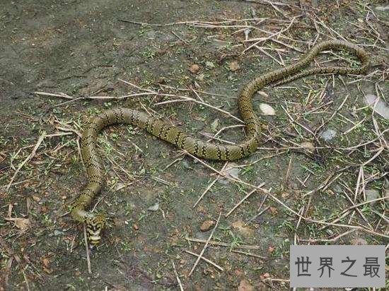 真足蛇生活在几千年前，它的发现让科学家为之震惊