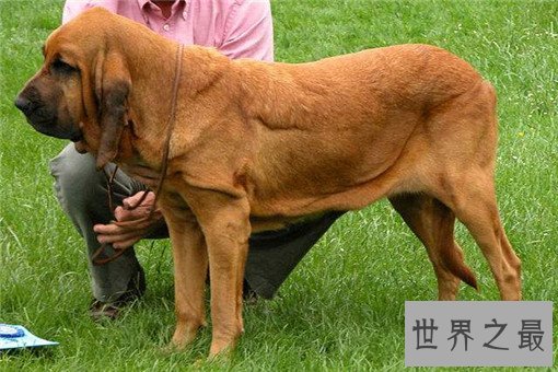 世界十大嗅觉能力最出众的狗，寻血猎犬位居榜首