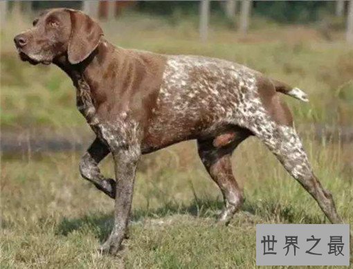 世界十大嗅觉能力最出众的狗，寻血猎犬位居榜首