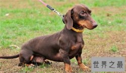 世界十大嗅觉能力最出众的狗，寻血猎犬位居榜首