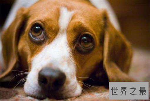 世界十大嗅觉能力最出众的狗，寻血猎犬位居榜首