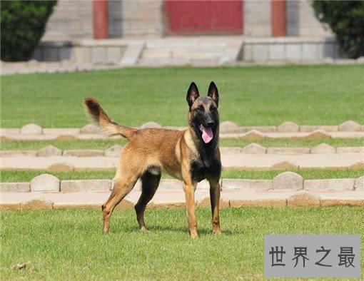世界十大嗅觉能力最出众的狗，寻血猎犬位居榜首