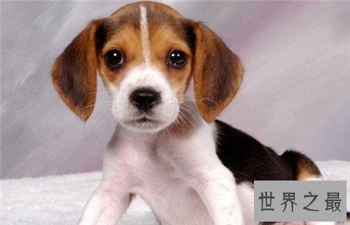 世界十大嗅觉能力最出众的狗，寻血猎犬位居榜首