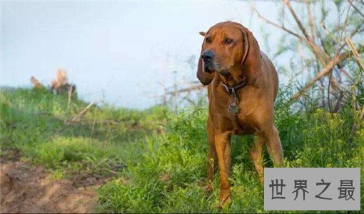 世界十大嗅觉能力最出众的狗，寻血猎犬位居榜首