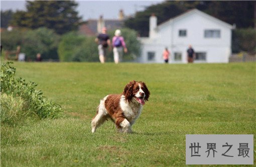 世界十大嗅觉能力最出众的狗，寻血猎犬位居榜首