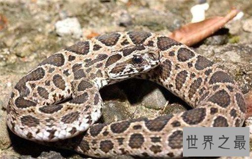 世界上最毒的蛇排名，裂颊海蛇毒性是眼镜蛇的8倍