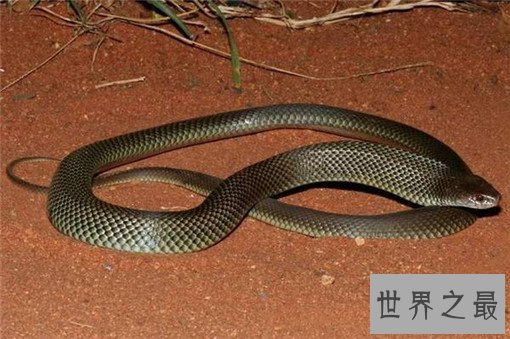 世界上最毒的蛇排名，裂颊海蛇毒性是眼镜蛇的8倍