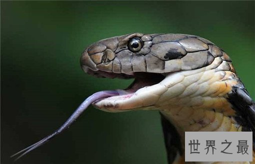 世界上最毒的蛇排名，裂颊海蛇毒性是眼镜蛇的8倍