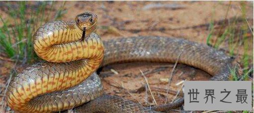 世界上最毒的蛇排名，裂颊海蛇毒性是眼镜蛇的8倍