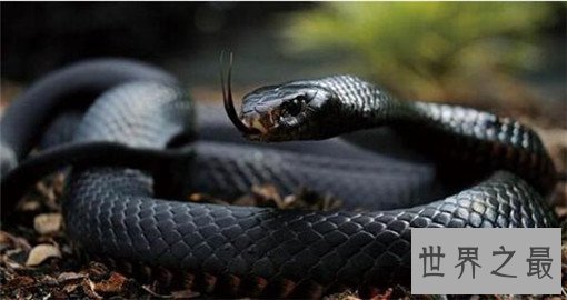 世界上最毒的蛇排名，裂颊海蛇毒性是眼镜蛇的8倍