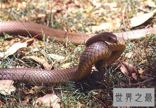 世界上最毒的蛇排名，裂颊海蛇毒性是眼镜蛇的8倍