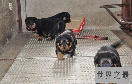 罗威纳幼犬怎么挑选？最齐全最专业攻略为你奉上！