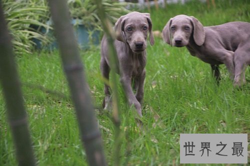 威玛犬狗中贵族，你了解它多少呢？