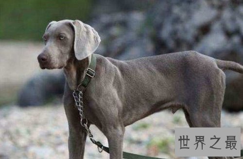 威玛犬狗中贵族，你了解它多少呢？