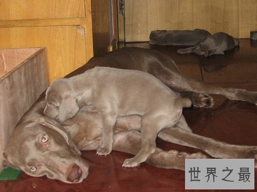 威玛犬狗中贵族，你了解它多少呢？