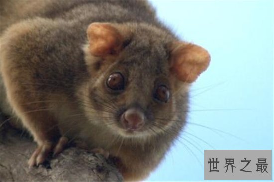 世界最大的老鼠排名，一起来看一下那些体型巨大的鼠王！