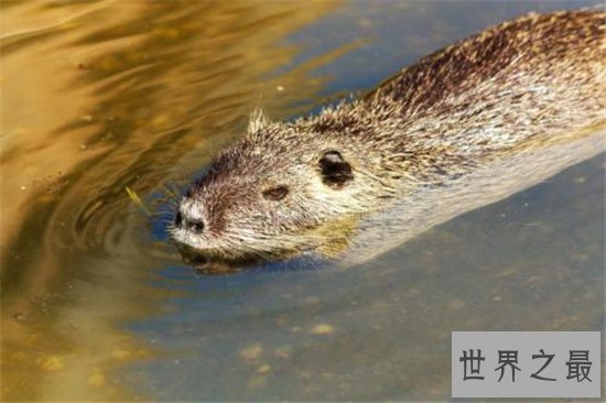 世界最大的老鼠排名，一起来看一下那些体型巨大的鼠王！