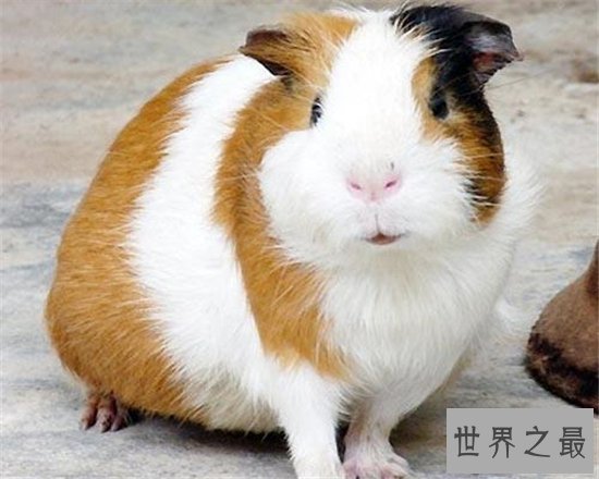 世界最大的老鼠排名，一起来看一下那些体型巨大的鼠王！