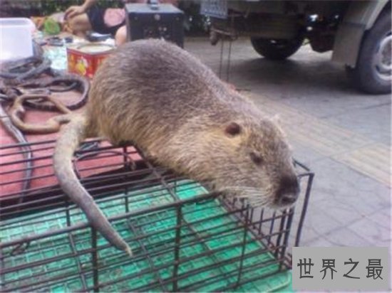 世界最大的老鼠排名，一起来看一下那些体型巨大的鼠王！