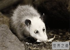 世界最大的老鼠排名，一起来看一下那些体型巨大的鼠王！