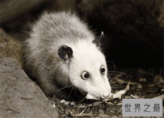 世界最大的老鼠排名，一起来看一下那些体型巨大的鼠王！