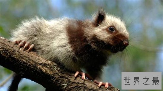 世界最大的老鼠排名，一起来看一下那些体型巨大的鼠王！