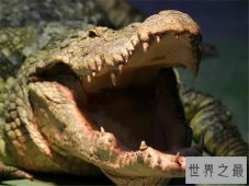 世界十大巨鳄，这些鳄鱼简直庞大到吓死人！