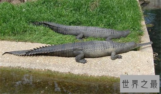 世界十大巨鳄，这些鳄鱼简直庞大到吓死人！