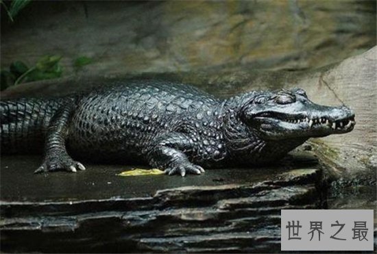世界十大巨鳄，这些鳄鱼简直庞大到吓死人！