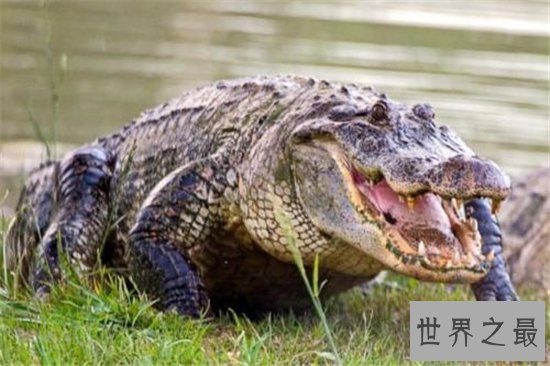 世界十大巨鳄，这些鳄鱼简直庞大到吓死人！