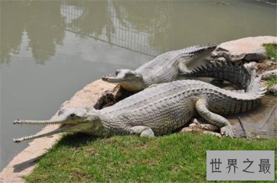 世界十大巨鳄，这些鳄鱼简直庞大到吓死人！