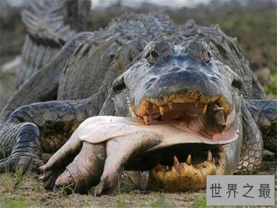 世界十大巨鳄，这些鳄鱼简直庞大到吓死人！