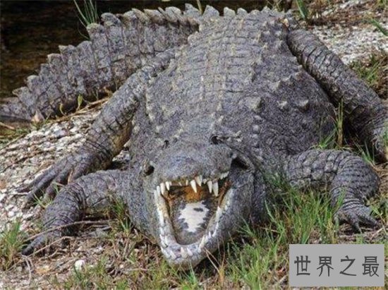 世界十大巨鳄，这些鳄鱼简直庞大到吓死人！