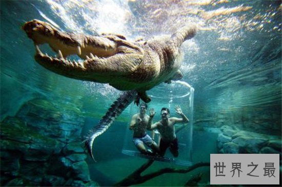 世界十大巨鳄，这些鳄鱼简直庞大到吓死人！