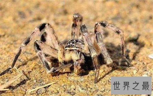 世界上最毒的10种蜘蛛，世界上最毒的蜘蛛叫什么？