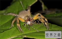 世界上最毒的10种蜘蛛，世界上最毒的蜘蛛叫什么？