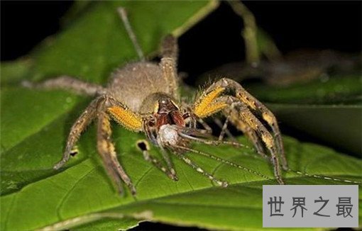 世界上最毒的10种蜘蛛，世界上最毒的蜘蛛叫什么？