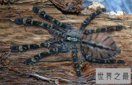 世界上最毒的10种蜘蛛，世界上最毒的蜘蛛叫什么？